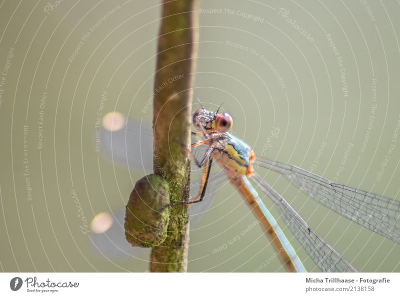 Colourful dragonfly Environment Nature Animal Sun Beautiful weather Plant Tree Branch Twig Wild animal Animal face Wing Dragonfly Dragonfly wing Eyes Legs