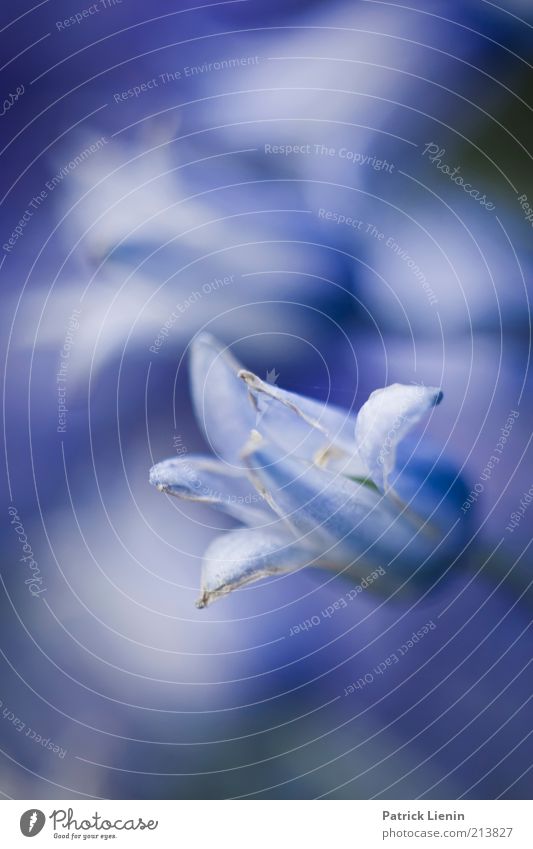 limbo Environment Nature Plant Summer Climate Flower Blossom Wild plant Fragrance Illuminate Growth Moody Happy Bluebell Beautiful Colour photo Subdued colour