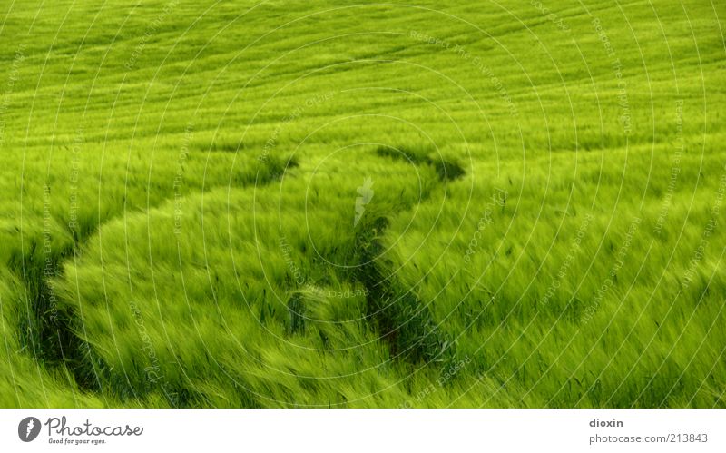 Secale cereale [2] Food Grain Environment Nature Landscape Plant Wind Grass Agricultural crop Rye Rye field Field Growth Green Skid marks Colour photo