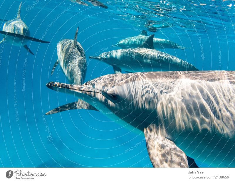 School Spinner Dolphins Water Animal Ocean be afloat spinner dolphin Red Sea Egypt Dive Snorkeling Wild animal Free-living Underwater photo Multiple