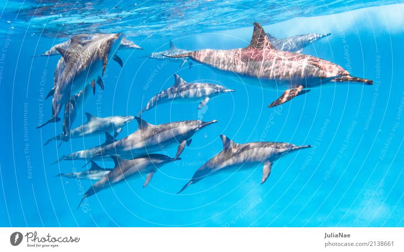 dolphin school in the red sea Ocean Dive Animal Water Reef Coral reef Group of animals Swimming & Bathing Dolphin be afloat spinner dolphin Red Sea Egypt