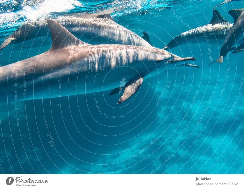 dolphin school in the red sea Ocean Dive Animal Water Reef Coral reef Group of animals Swimming & Bathing Dolphin be afloat spinner dolphin Red Sea Egypt