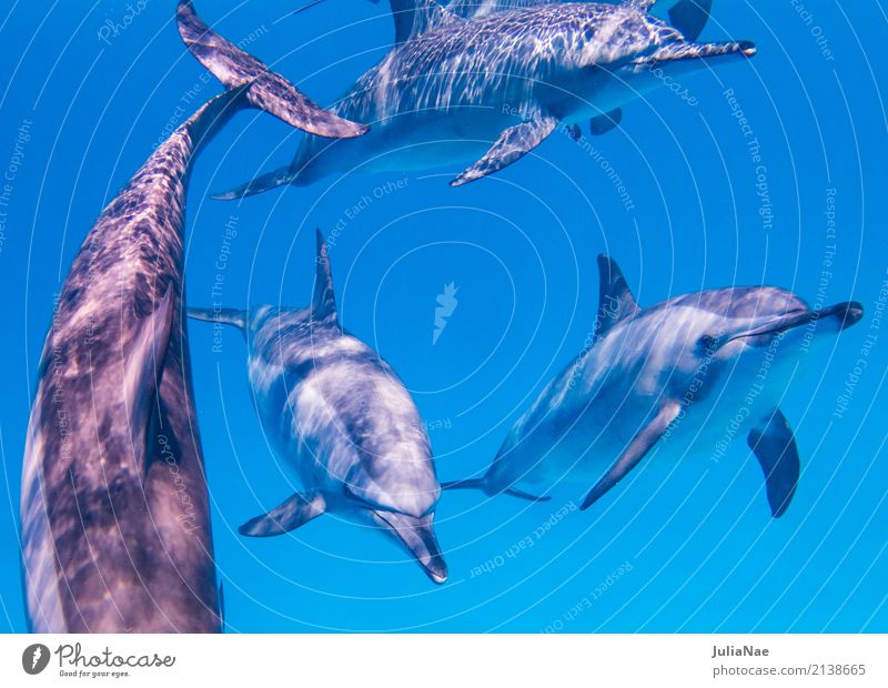 Spinner dolphins swimming towards me Ocean Dive Animal Water Reef Coral reef Group of animals Swimming & Bathing Dolphin be afloat spinner dolphin Red Sea Egypt
