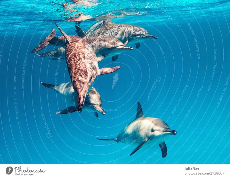 School Spinner Dolphins Water Animal Ocean Swimming & Bathing Float in the water spinner dolphin stenella longirostris East Pacific Red Sea Egypt Dive