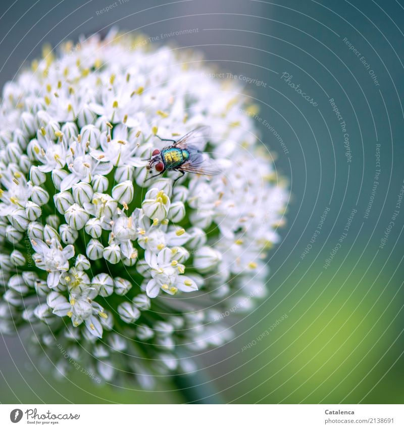 Hard disk | Festive board for blowflies Nature Plant Animal Summer Blossom Agricultural crop Leek leek blossom Garden Fly Blowfly 1 Blossoming Fragrance Flying