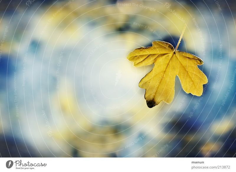 the very last Nature Water Sky Autumn Leaf Maple leaf Autumn leaves Autumnal Autumnal colours Illuminate Exceptional Fantastic Fresh Beautiful Blue Yellow End