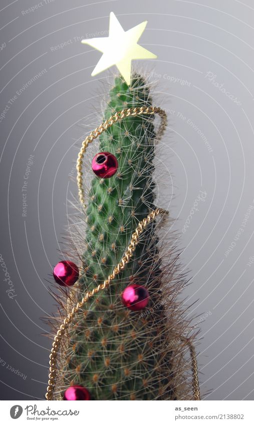 Christmas in a different way Lifestyle Design Exotic Decoration Feasts & Celebrations Christmas & Advent Subculture Winter Plant Cactus Kitsch Odds and ends