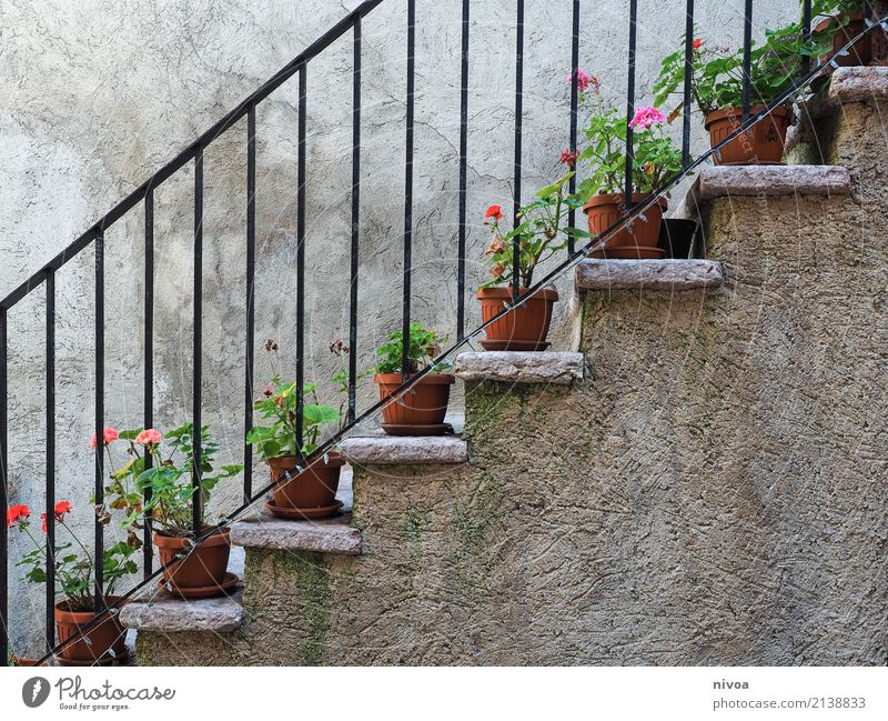 staircases Vacation & Travel Flat (apartment) House (Residential Structure) Decoration Exhibition Environment Nature Plant Flower Flowerpot Italy Village