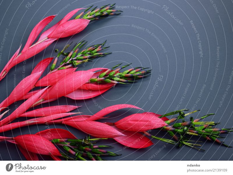 Blooming branch of bilbergia Beautiful Birthday Nature Plant Spring Flower Blossom Bouquet Love Fresh Bright Natural Pink Red blooming Floral holiday Festive
