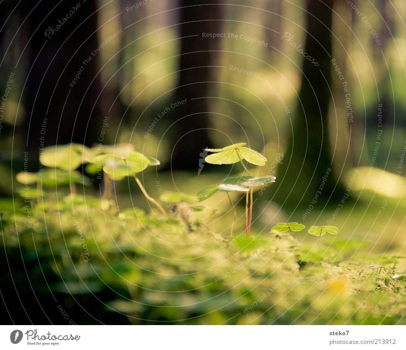 about the clover Plant Beautiful weather Foliage plant Green Nature Cloverleaf Woodground Shaft of light Delicate Colour photo Macro (Extreme close-up) Deserted