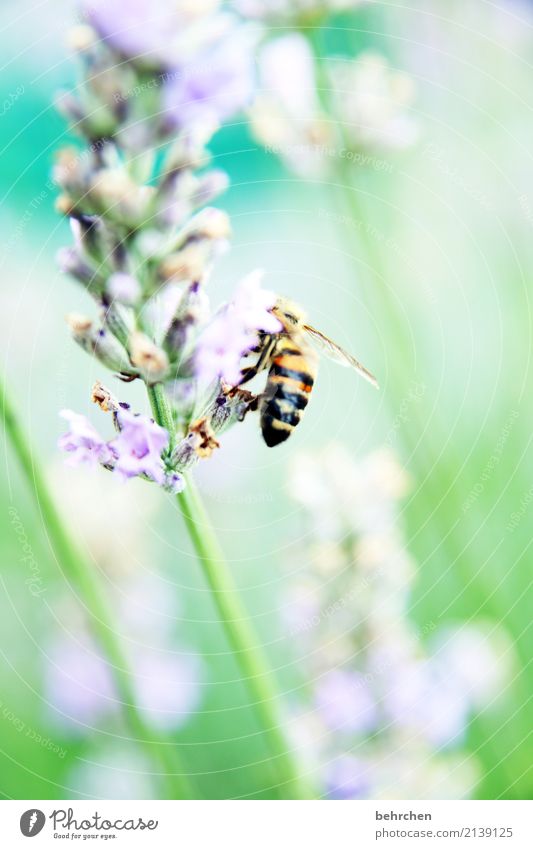 summer-coloured Nature Plant Animal Summer Beautiful weather Flower Leaf Blossom Lavender Garden Park Meadow Wild animal Bee Wing 1 Blossoming Fragrance Flying