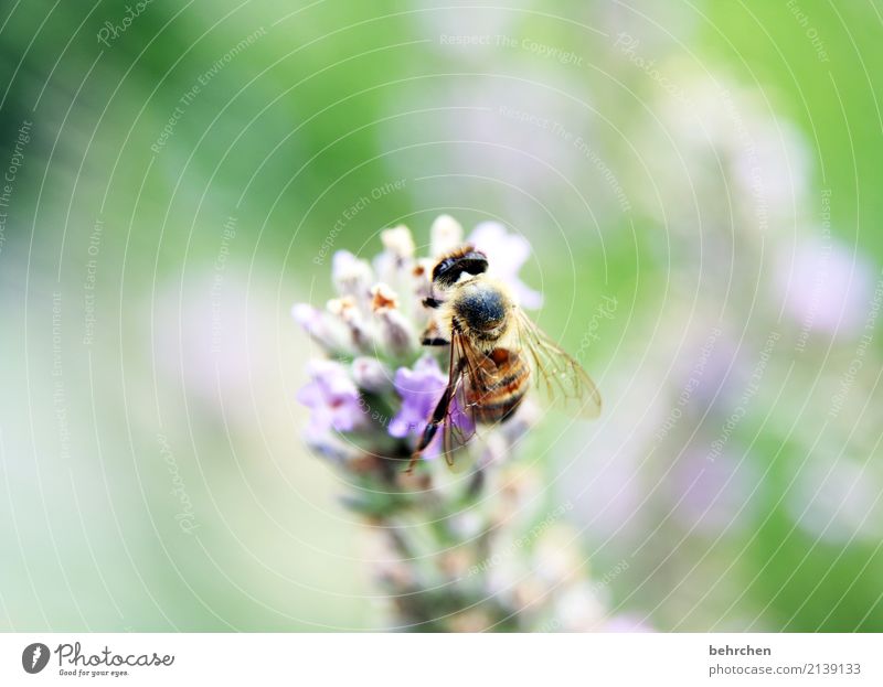 capture the summer Nature Plant Animal Summer Beautiful weather Flower Leaf Blossom Lavender Garden Park Meadow Wild animal Bee Animal face Wing 1 Blossoming