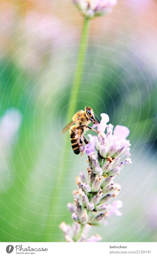 lavender summer Nature Plant Animal Summer Beautiful weather Flower Leaf Blossom Lavender Garden Park Meadow Wild animal Bee Animal face Wing 1 Blossoming