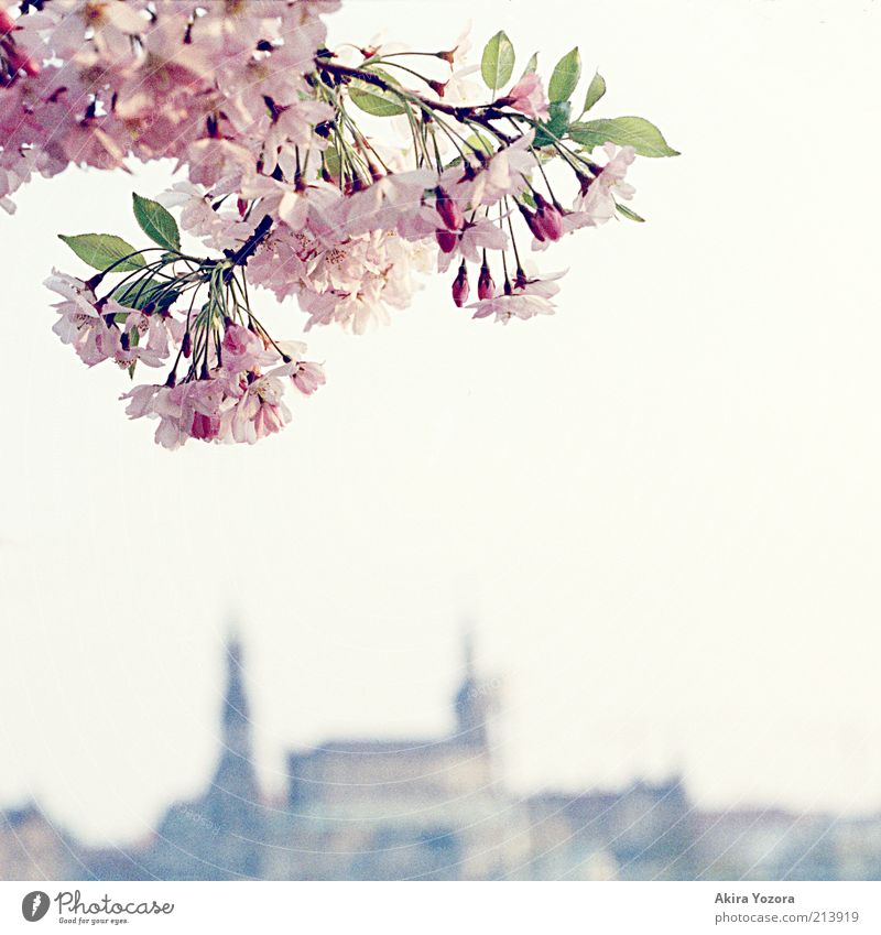 The last greeting Nature Plant Sky Cloudless sky Spring Beautiful weather Tree Leaf Blossom Cherry tree Cherry blossom Dresden Town Capital city Old town