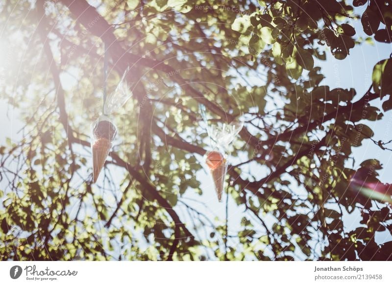 Sugar cone tree I Environment Nature Garden Park Emotions Joy Happy Joie de vivre (Vitality) Anticipation Enthusiasm Beginning Expectation School