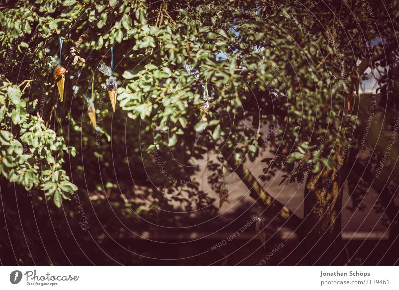 Sugar cone tree VII Nature Garden Park Emotions Joy Happy Joie de vivre (Vitality) Anticipation Enthusiasm Beginning Expectation School First day at school