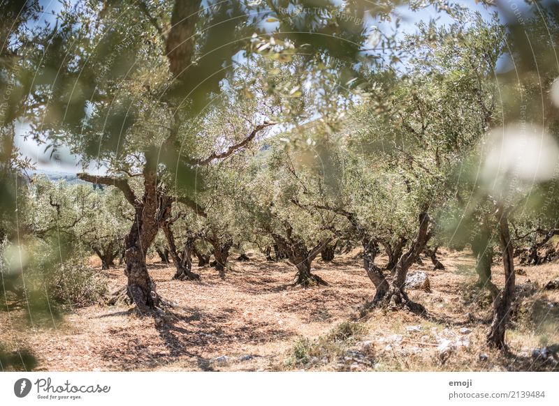 olive trees Environment Nature Landscape Plant Summer Beautiful weather Warmth Drought Tree Field Natural Dry Green Olive Olive tree Greece Mediterranean