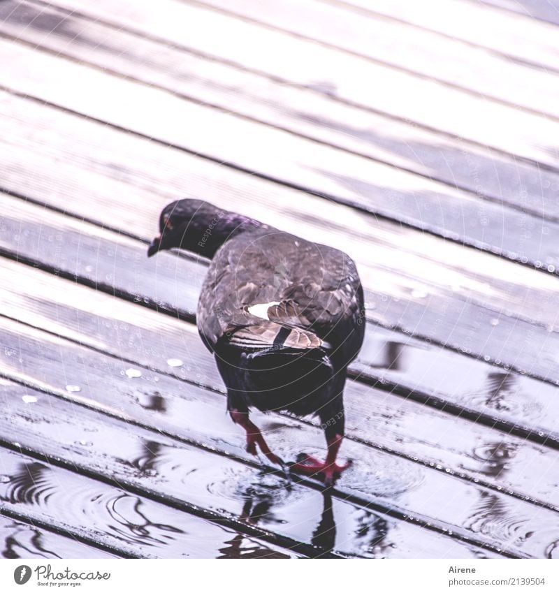 Scratching the curve Animal Bird Pigeon 1 Wood Water Walking Running Jump Speed Curiosity Interest Movement Escape Subdued colour Exterior shot Deserted