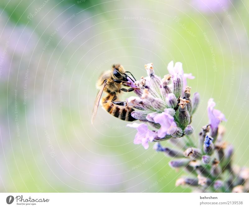 Targeted Nature Plant Animal Summer Beautiful weather Flower Blossom Lavender Garden Park Meadow Wild animal Bee Animal face Wing 1 Blossoming Fragrance Flying