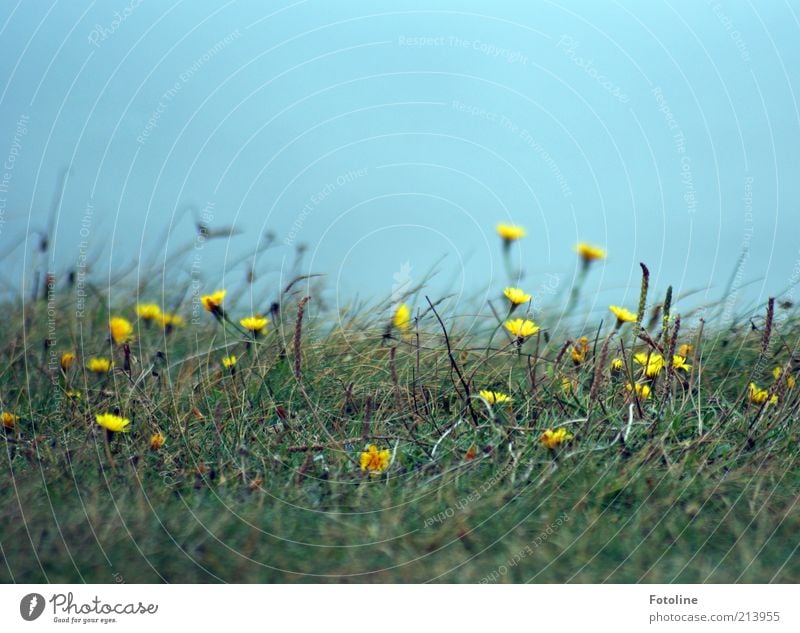 meagre Environment Nature Landscape Plant Elements Earth Sky Cloudless sky Summer Flower Grass Blossom Meadow Coast Bright Natural Blue Yellow Green Blossoming