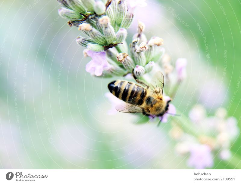 be industrious... Nature Plant Animal Summer Beautiful weather Flower Leaf Blossom Lavender Garden Park Meadow Wild animal Bee Wing 1 Blossoming Fragrance