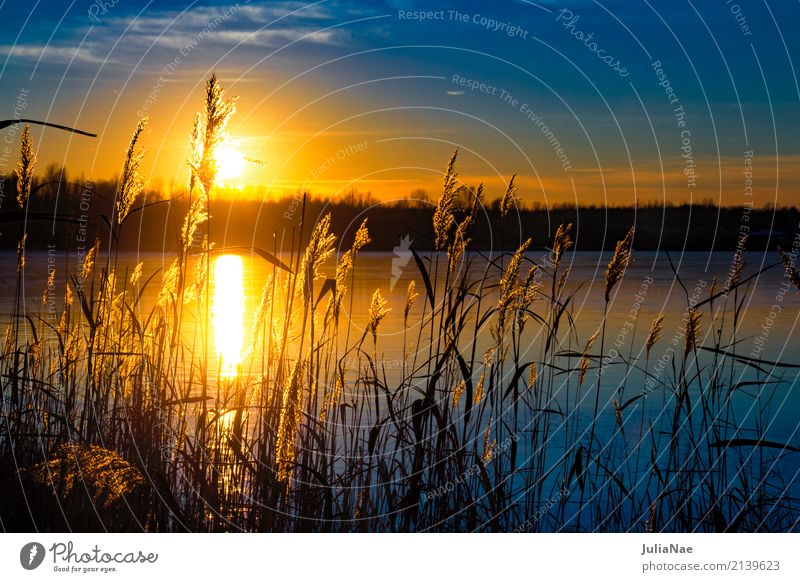 Sunset behind grasses Relaxation Calm Vacation & Travel Water Grass Lake Blue Orange Dusk Colour photo Exterior shot Detail Deserted Copy Space right