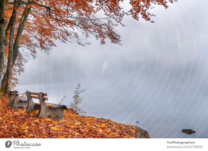 Misty lake shore and autumn woods Happy Relaxation Leisure and hobbies Vacation & Travel Tourism Trip Hiking Nature Landscape Autumn Bad weather Fog Tree Leaf