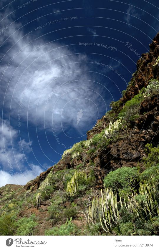 downwards Mountain Plant Sky Clouds Cactus Foliage plant Wild plant Hill Rock Environment Growth Downward Slope Colour photo Exterior shot Deserted