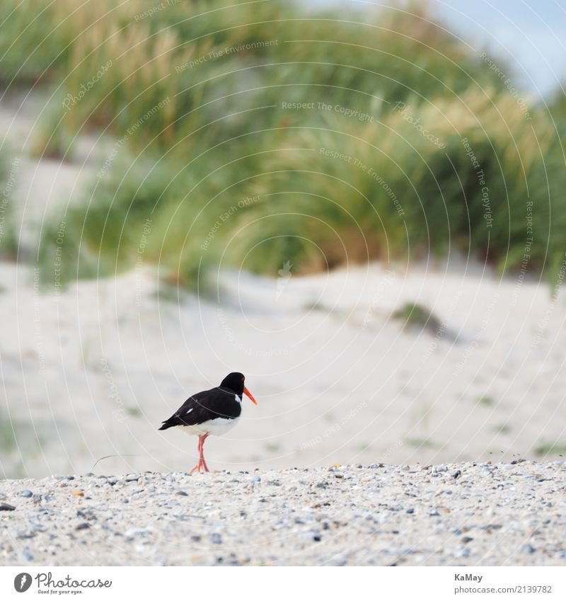 alone on the beach Summer Beach Landscape Animal Sand Island Helgoland Dune Wild animal Bird Oyster catcher Wader Auks Running Movement Going Walking Green Red