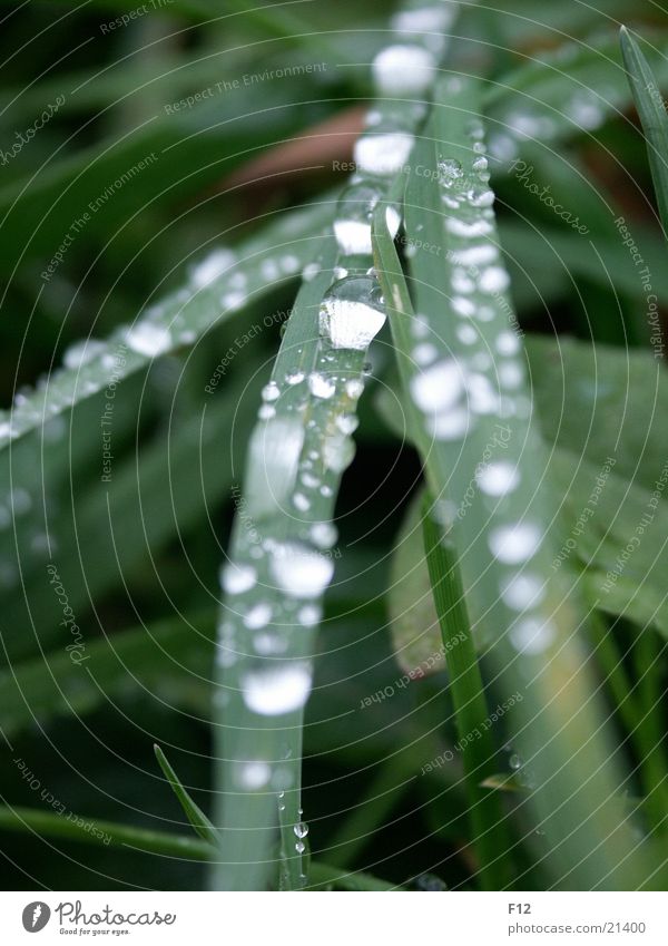 Meadow after the rain Grass Green Light Damp Blur Rope Water Drops of water Reflection Rain