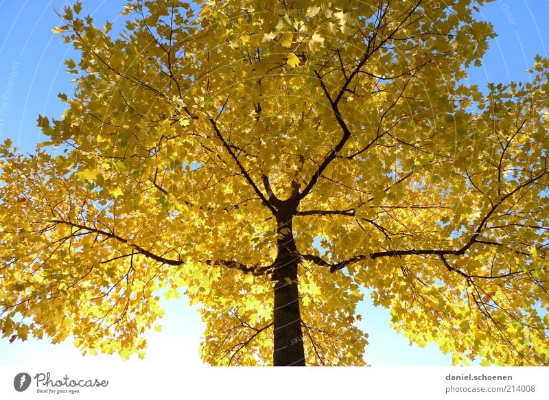 even autumn Environment Nature Cloudless sky Autumn Climate Beautiful weather Tree Blue Yellow Seasons Shadow Sunlight Worm's-eye view Autumnal Autumn leaves