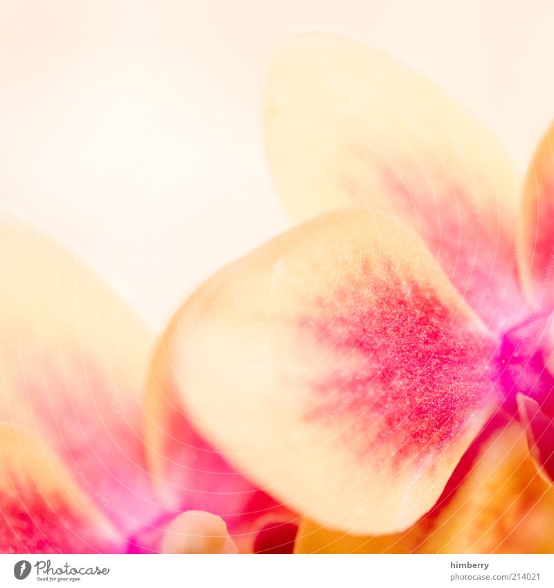 vanilla raspberry Nature Plant Spring Summer Flower Design Uniqueness Colour Pink Vanilla Orchid Orchid blossom Colour photo Multicoloured Close-up Detail