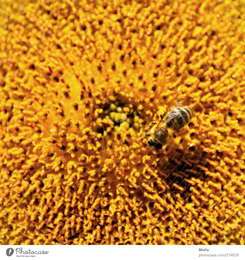 All Summer Long Environment Nature Plant Animal Flower Blossom Sunflower Bee 1 Natural Positive Yellow Diligent Colour amass Honey bee Pollen