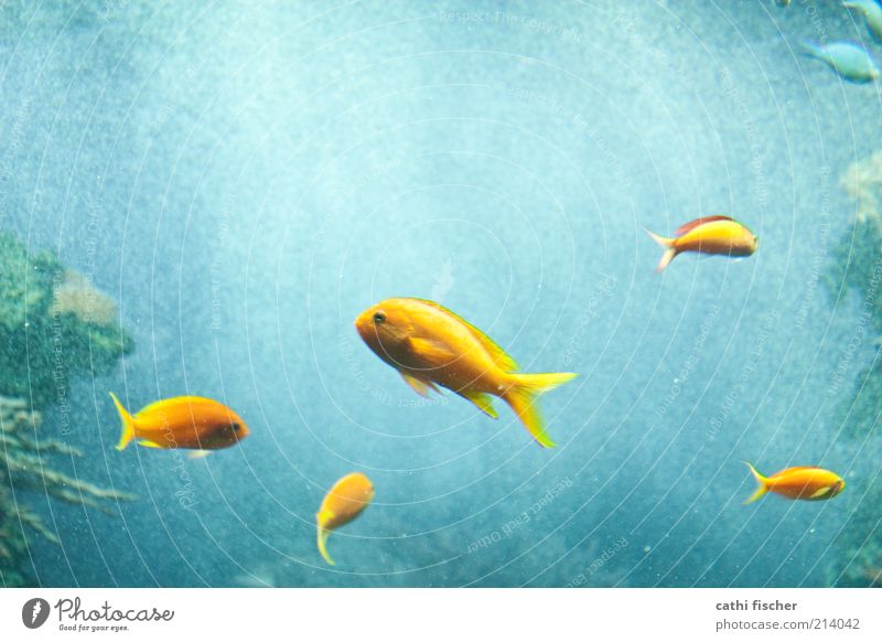 complementary colors Water Animal Fish Zoo Aquarium Group of animals Animal family Blue Yellow Green Air bubble Fin Eyes Motion blur Complementary colour Ocean