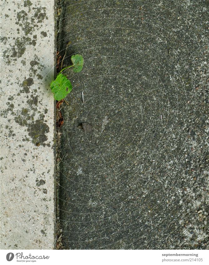 breakthrough Foliage plant Wall (barrier) Wall (building) Concrete Gray Power Hope Subdued colour Exterior shot Deserted Day Seam Copy Space bottom