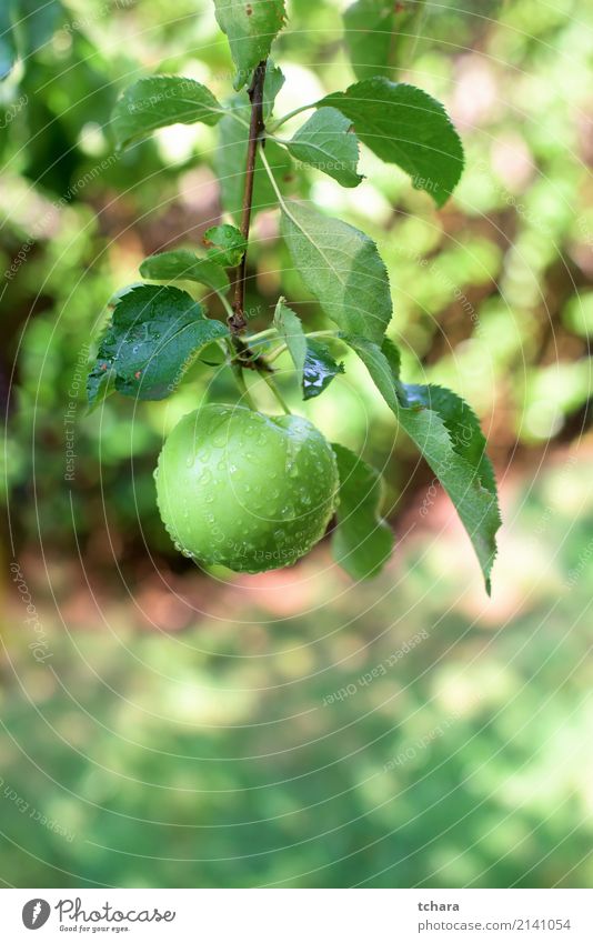 Green apple Fruit Apple Eating Summer Garden Nature Autumn Tree Drop Growth Delicious Natural Juicy Red Colour orchard branch Harvest ripe healthy Organic food