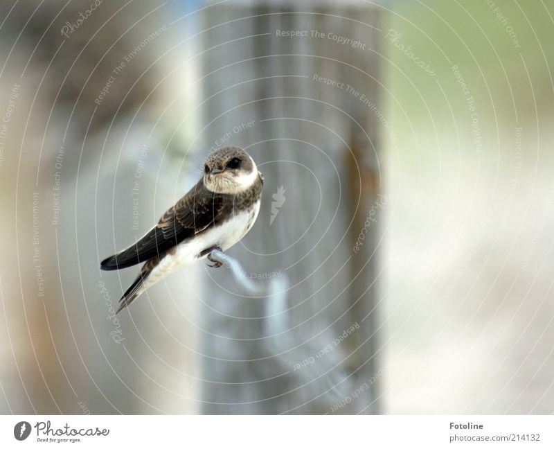 What are you looking at? Environment Nature Animal Elements Air Summer Coast Beach Wild animal Bird Wing Sit Natural Sand martin Swallow Feather Colour photo