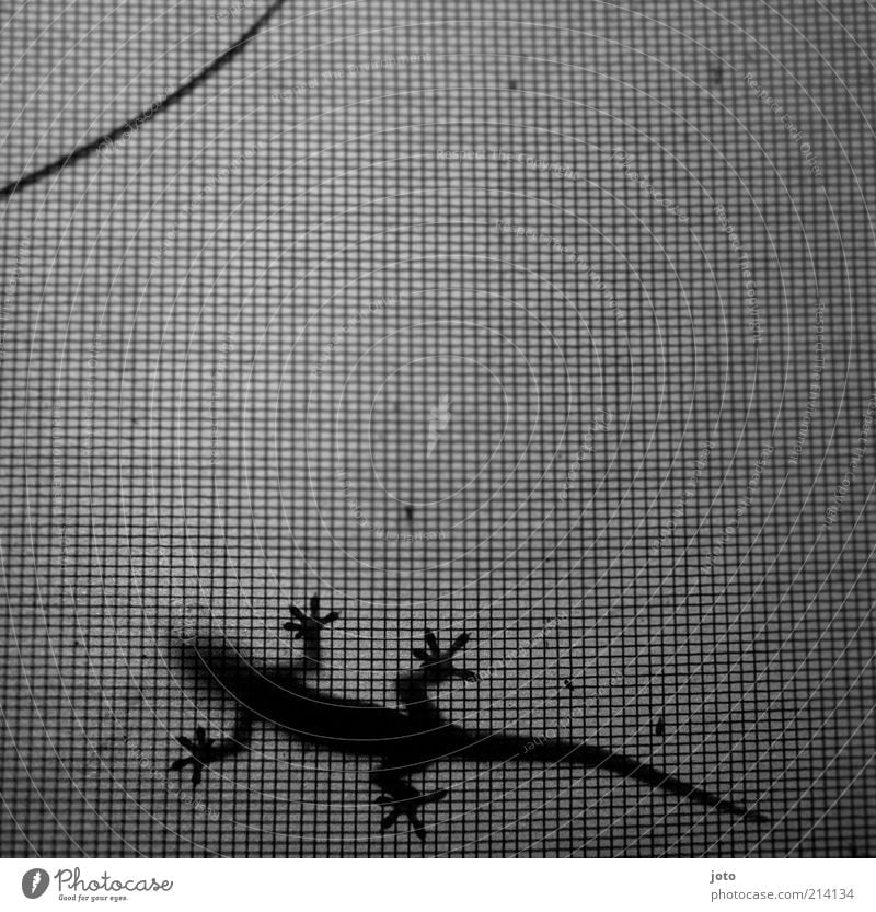 gecco Animal Mesh grid Lizards Gekko Discover Relaxation Esthetic Elegant Calm Design Network Speed Creep Loneliness Back-light Black & white photo