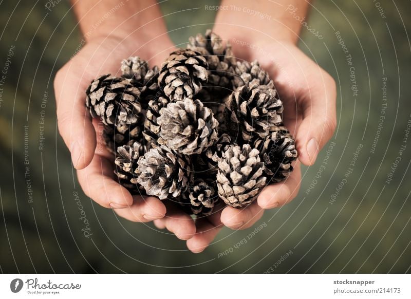 Pine Cones pine cone pine cones hands cupped Hand holding holds Nature Natural Object photography