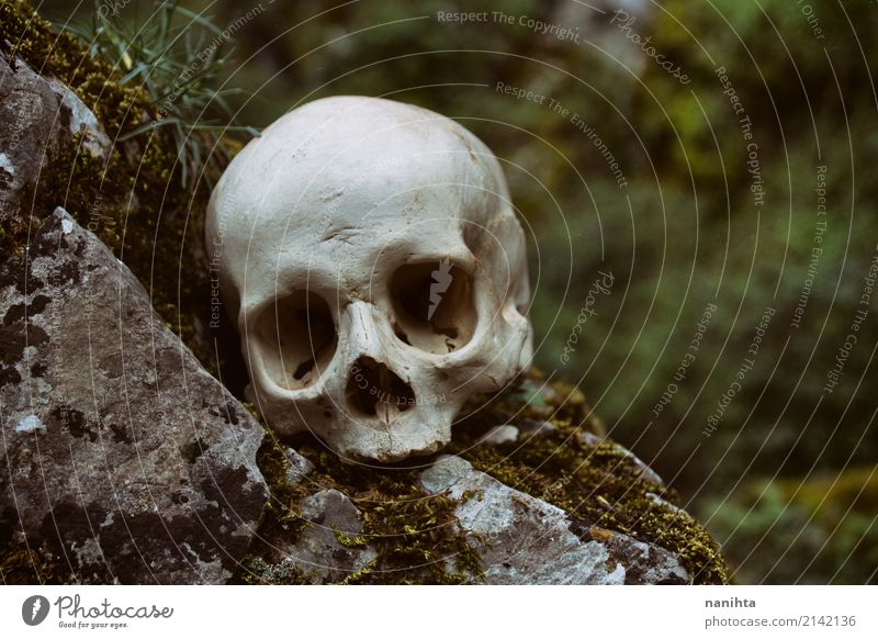 Human skull in nature Hallowe'en Culture Environment Nature Rock Old Authentic Creepy Natural Wild Gray Green White Death Fear Horror Fear of death Respect