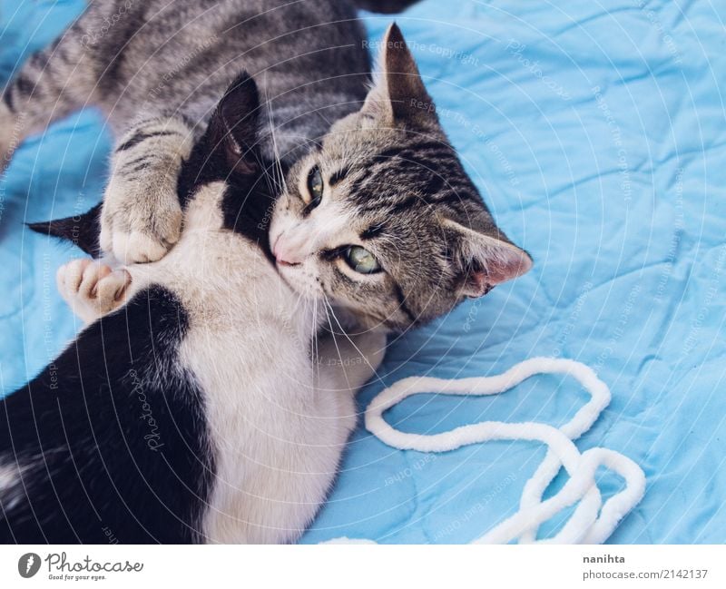 Two Cats Playing Together A Royalty Free Stock Photo From Photocase
