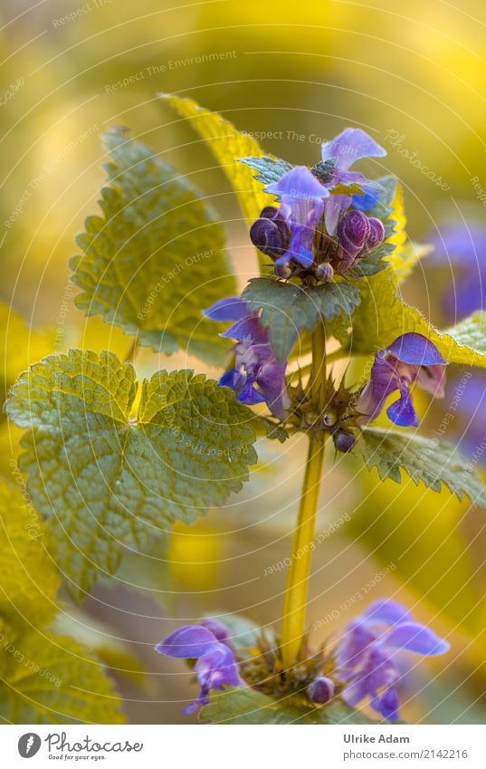 Blue flowers of the deadnettle (Lamium) Healthy Alternative medicine Wellness Life Harmonious Well-being Contentment Senses Relaxation Calm Meditation Nature
