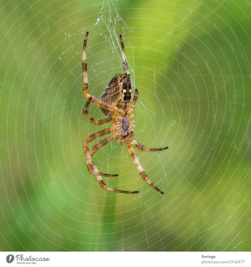 On the net Animal Wild animal Spider Animal face 1 Hang Cross spider Spider's web Spider legs Colour photo Multicoloured Exterior shot Close-up Detail Deserted