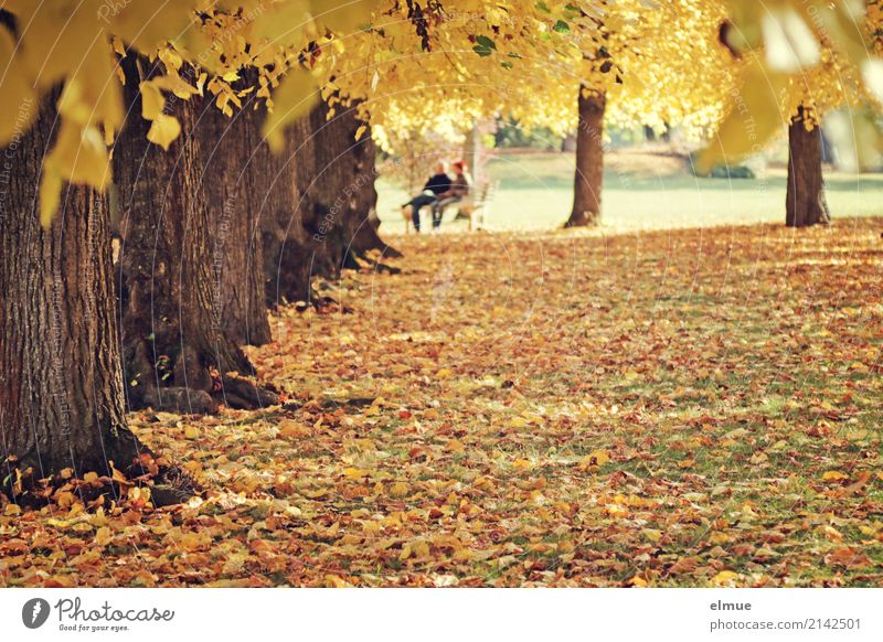 under lime Harmonious Relaxation Meditation Trip Sunlight Autumn Tree Lime tree trunk Leaf Autumn leaves Park Together Happy Bright Yellow Gold Warm-heartedness