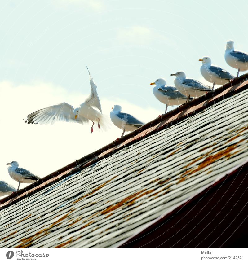 landing site Roof Roof ridge Animal Bird Seagull Group of animals Flying Crouch Sit Together Funny Movement Friendship Equal Life Row Line Diagonal Sunlight Sky