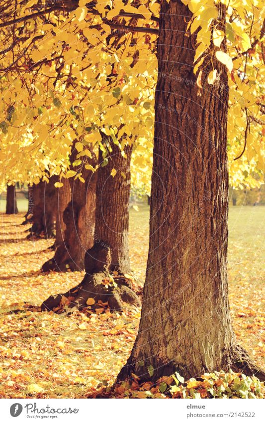 Old as a tree ... Environment Sunlight Autumn Tree Lime tree Lime leaf Tree trunk Autumn leaves Park Illuminate Blonde Bright Yellow Gold Contentment