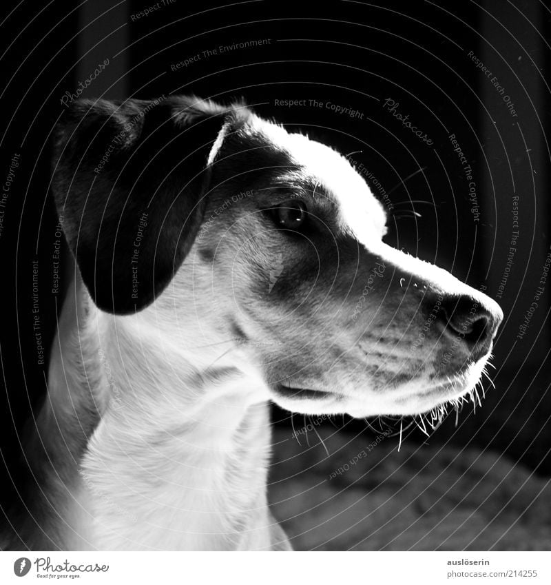 Lightning Dog Animal Pet 1 Observe Looking Esthetic Friendliness Happiness Beautiful Natural Gray Black White Moody Joy Enthusiasm Attentive Watchfulness Calm