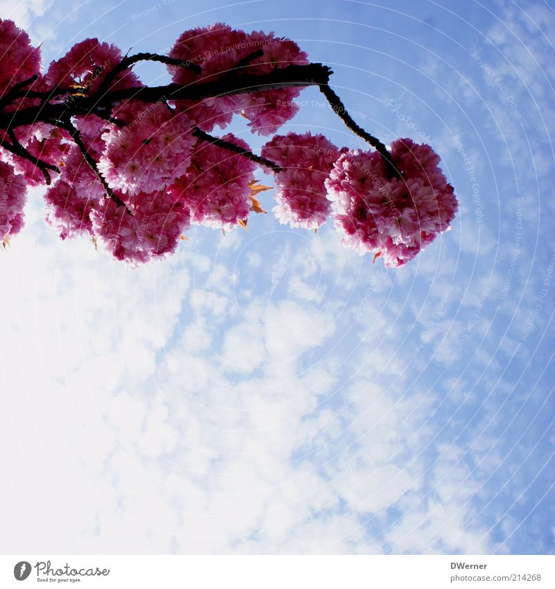 flower dream Environment Nature Plant Sky Clouds Spring Summer Beautiful weather Tree Blossoming Illuminate Fresh Positive Romance Ornamental cherry Branch Blue