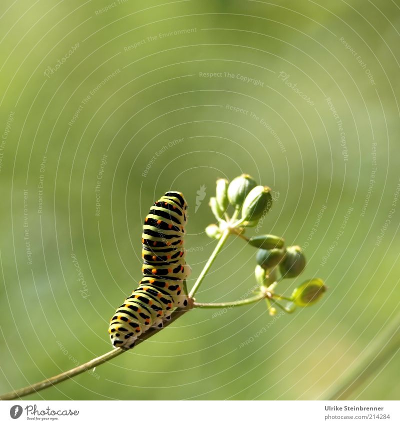 Caterpillar of swallowtail standing upright Plant Growth Fat Green Flexible Environmental protection Stalk Development Multicoloured Vertical Movement