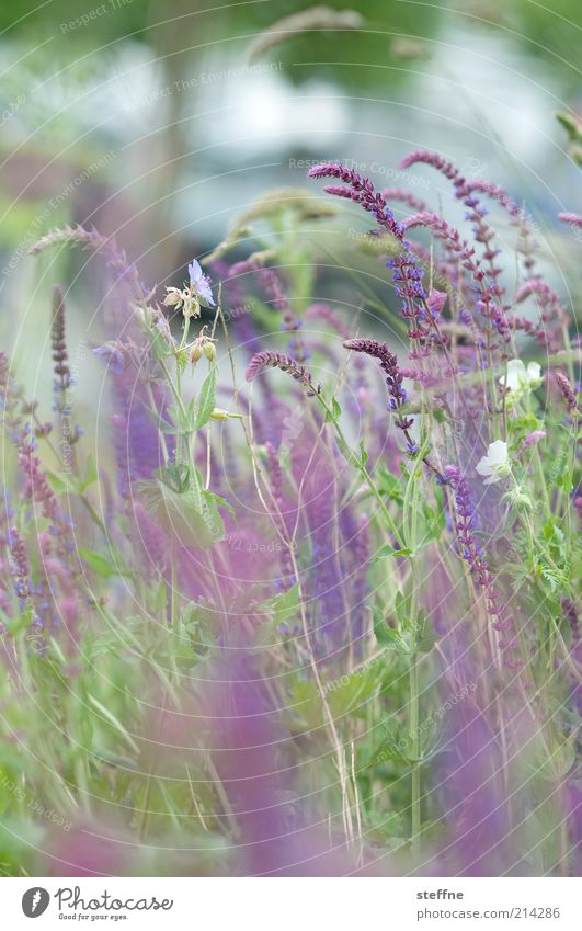 birthday flowers Environment Nature Plant Beautiful weather Flower Grass Bushes Meadow Colour photo Subdued colour Exterior shot Day Deserted Green Violet
